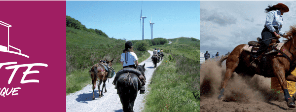 Radio conférence sur le bien être animal en milieu équin.