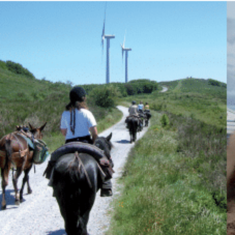 Radio conférence sur le bien être animal en milieu équin.