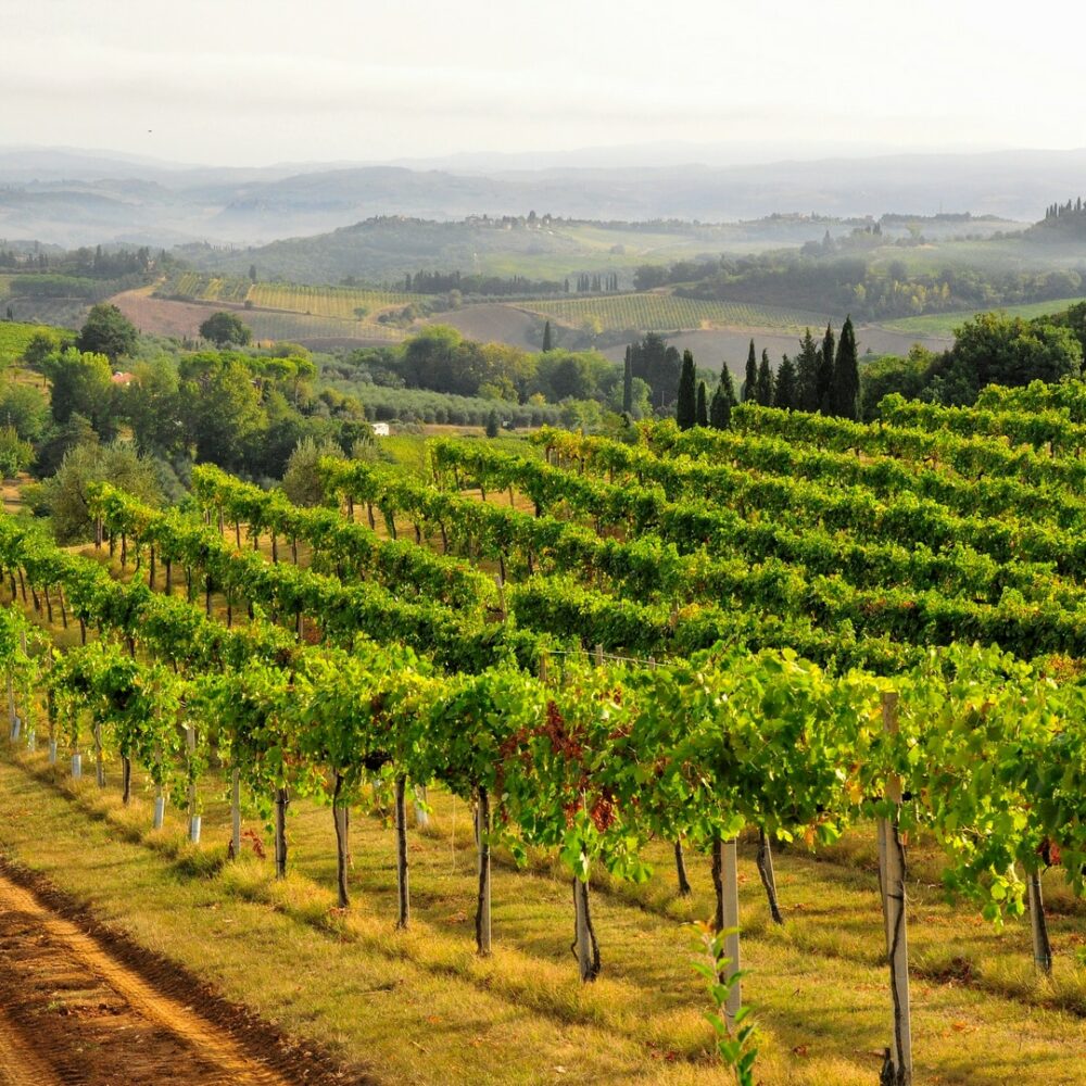 Vignes et Papilles #9