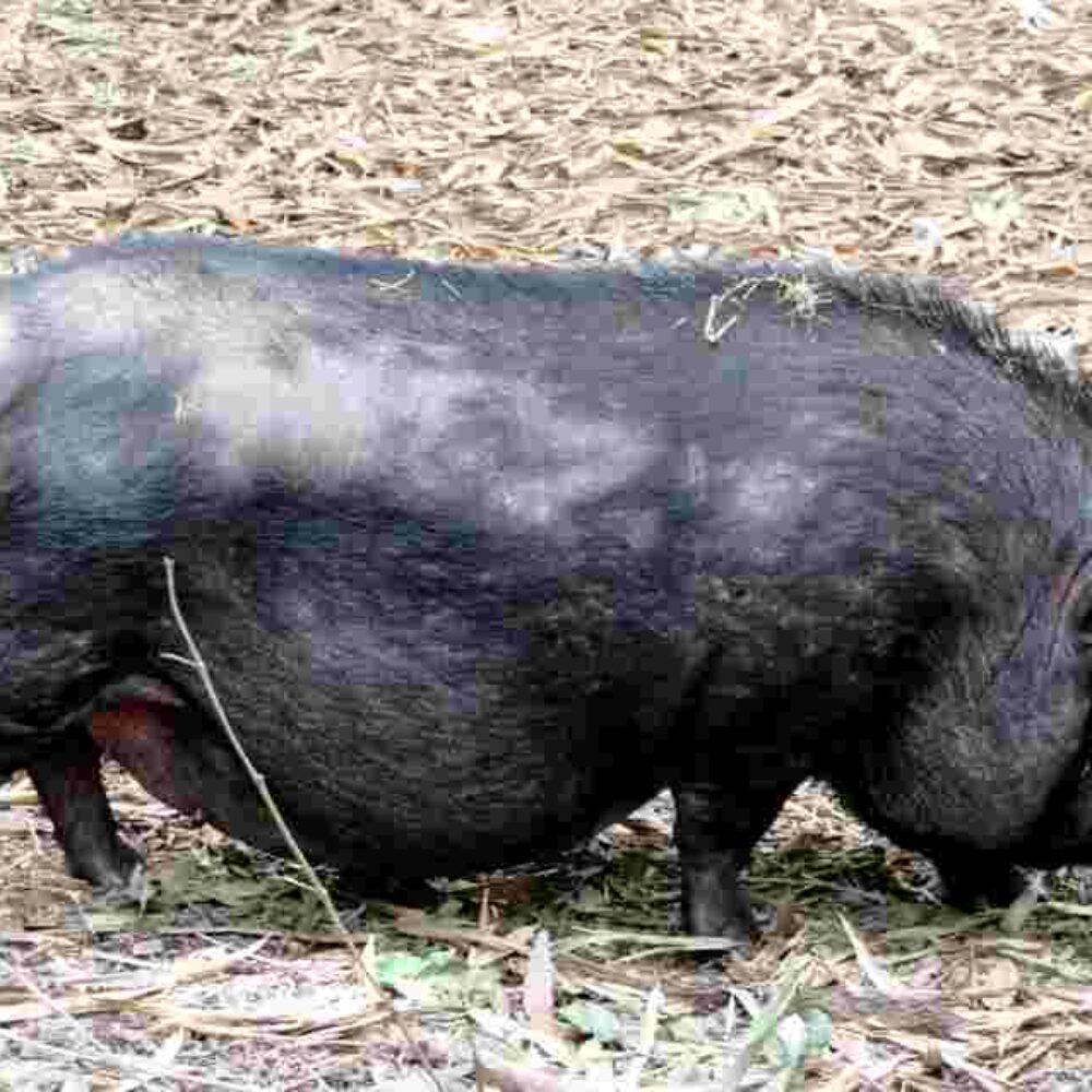 #5 Chroniques Terriennes : Sciences citoyennes